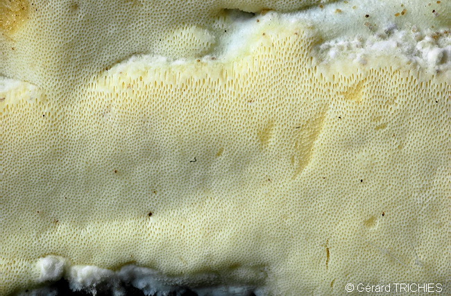 Poliporacea